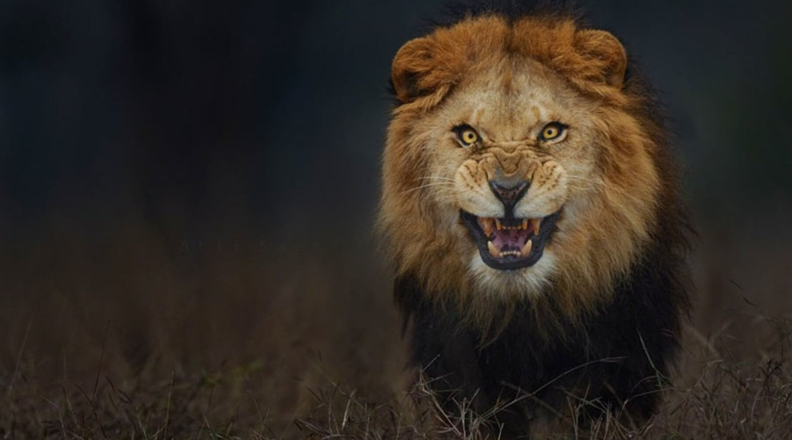 The Food Chain of Success, with Andy Frisella - MFCEO88