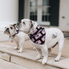 Patch Dog Bandana