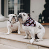 Patch Dog Bandana